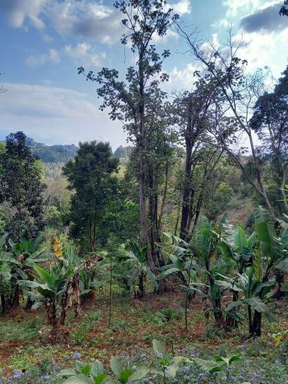Weiter geht es durch die üppig grüne Landschaft.