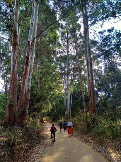 Riesige Eukalyptus Bäume