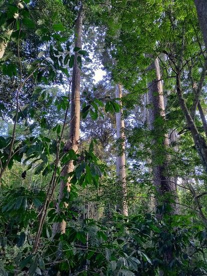 Riesige Eukalyptus Bäume