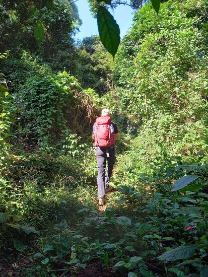 Vor uns liegt Dschungel