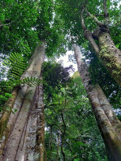 Beeindruckende Urwald Riesen. Leider gibt es auch hier in West Usambara immer weniger davon.