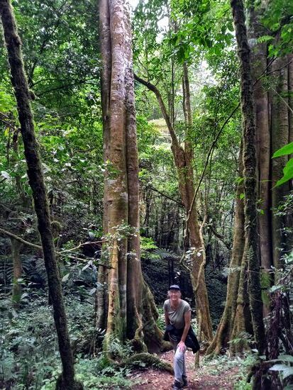 Hier in mitten der gewaltigen Bäume fühlen wir uns der Natur ganz nah. Die Geräuschkulisse ist einzigartig ...