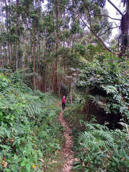 Auf teils schmalen und rutschigem Untergrund geht es stetig bergab.
