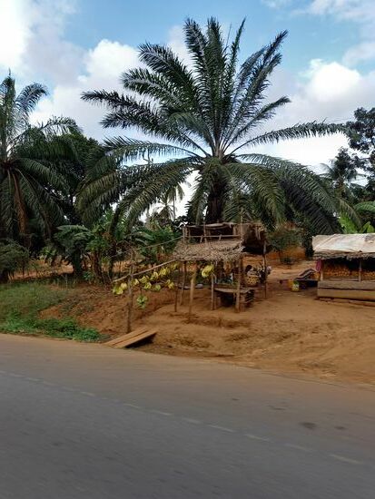 Inzwischen sehen wir immer häufiger riesige Palmen.