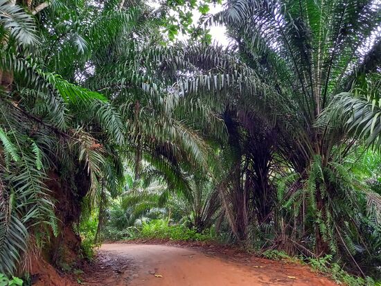 Wir sind beeindruckt von dieser Wildnis voller Palmen, Bambus und Farne.