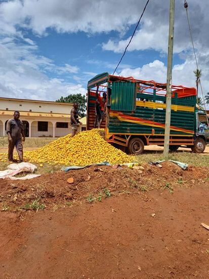 Wir queren ein Gebiet indem viele Orangen angebaut werden.