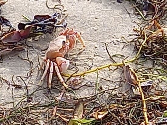 Unzählige Krebse sind am Strand unterwegs.