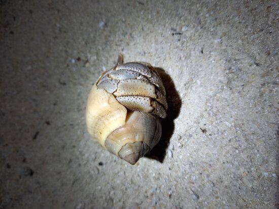 Nach Einbruch der Dunkelheit entdecken wir einen Einsiedlerkrebs.