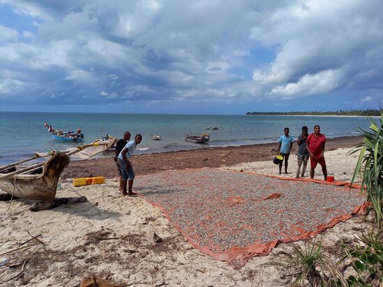 Hier werden unzählige kleine Fische getrocknet.