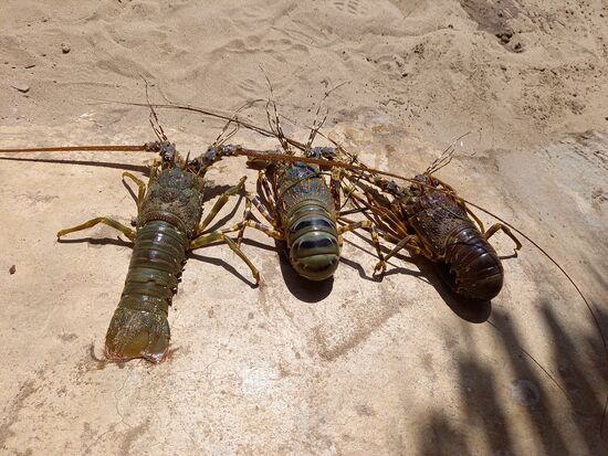 Lobster wird zum Kauf angeboten