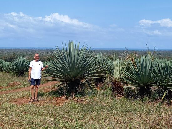Die Agaven sind größer als sie zunächst erscheinen.