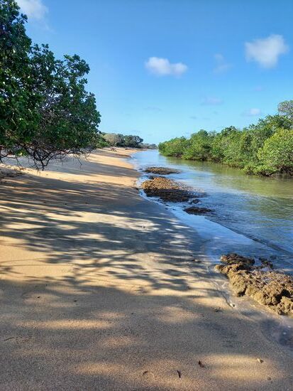 Es ist gerade Flut, daher sind die Mangroven unter Wasser.