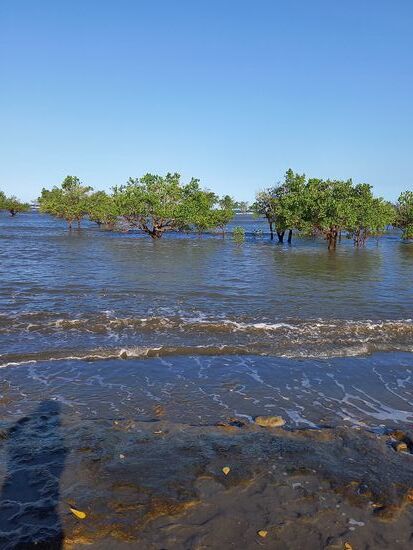 Dort wo der Streifen von Mangroven licht ist, können wir das Meer nicht nur tosend hören sondern auch sehen.