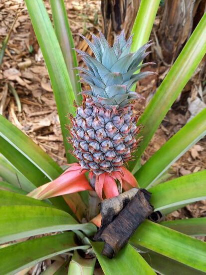 Psteen entdeckt noch Ananas Pflanzen, die er uns bei einem kurzen Stopp zeigt.