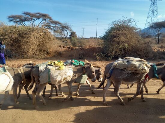 Esel unterwegs zur nächsten Wasserstelle