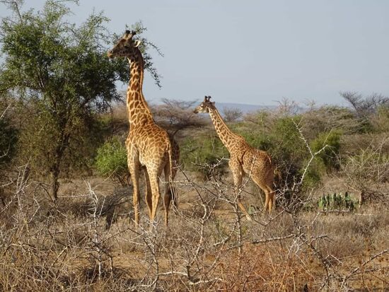 Wow - in direkter Nähe zur Straße entdecken wir die ersten Giraffen