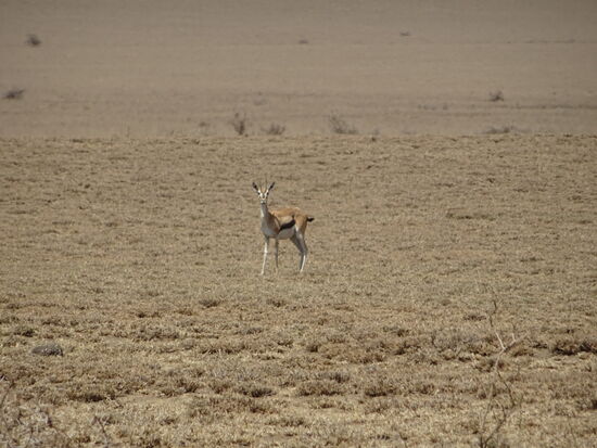Eine Tomson Gazelle in mitten der trockenen Grassteppe.