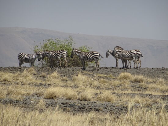 Wir sichten erste Zebras