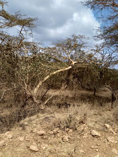 Das Buschland ist durchzogen von dornigen Gestrüpp.