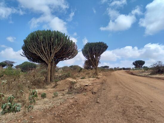 Wieder ein Stück weiter prägen riesige Kaktussbäume das landschaftliche Bild.