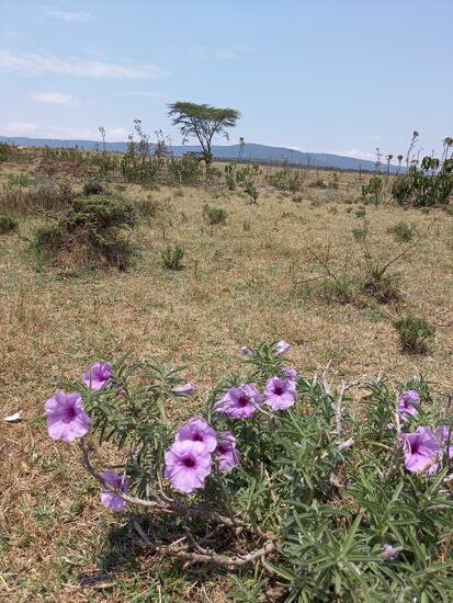 Ich nutze die Gelegenheit auch kleinere Details der Landschaft abzulichten.