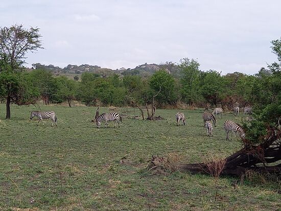 Wir sehen die ersten Tiere ....