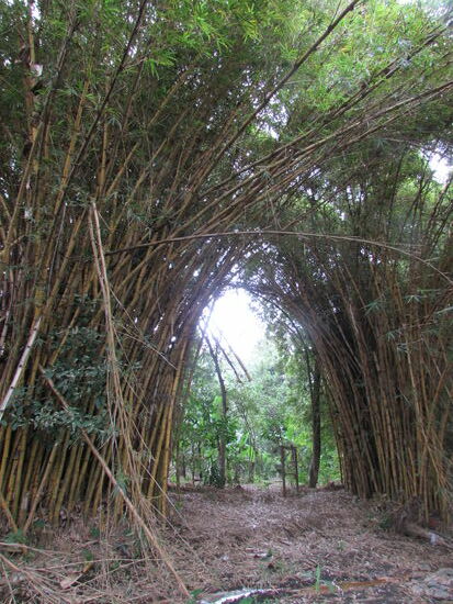 Am Ufer wächst riesiger Bambus