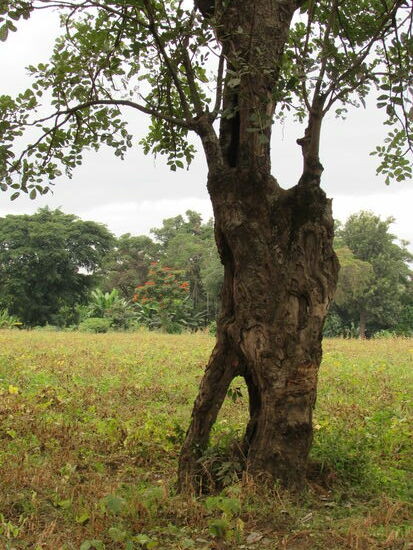 Am Wegesrand ein uralter Baum - bizarr