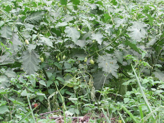 Hier wachsen die kleinen Paprikas, die wir auf dem Markt entdeckt haben.