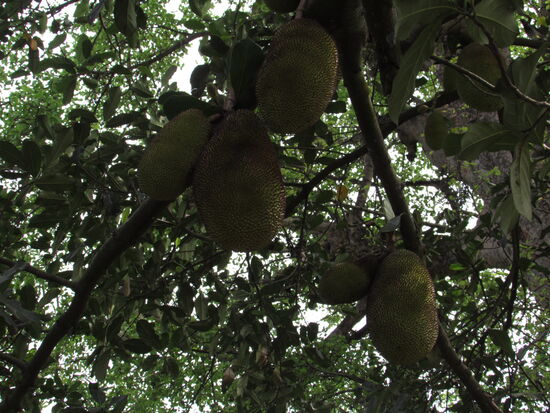 Schließlich sehen wir für uns völlig unbekannte Früchte. Anita erklärt uns später das es sich um die Jack Frucht handelt.