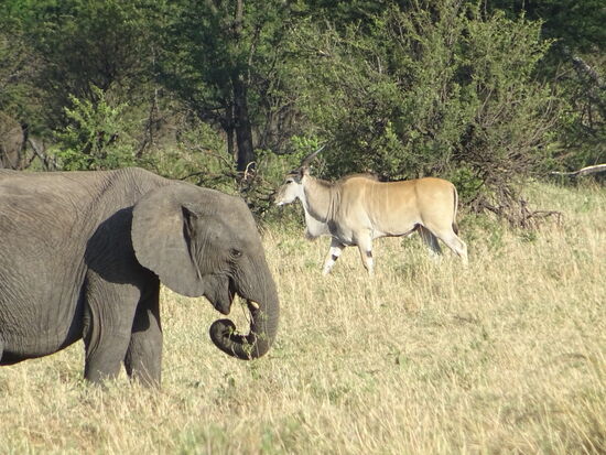 Im Hintergrund auch eine Kuhantilope.