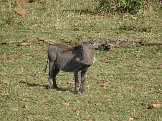 Wildschweine haben wir auch mehrfach gesehen.