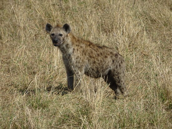 Eine Hyänen streift durch das Gras.