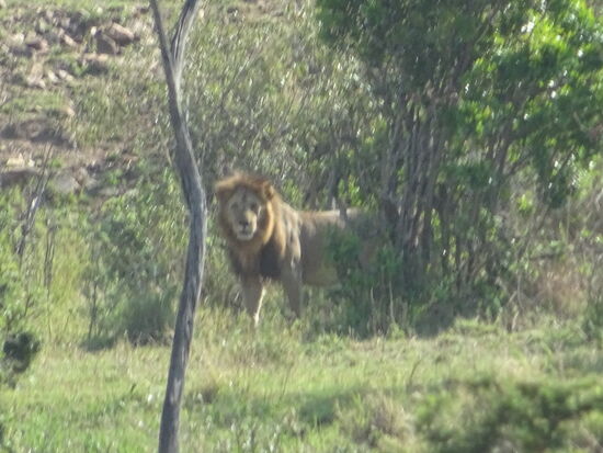 Weit entfernt lauert ein Löwe auf Beute.