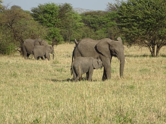In Fluss nähe  können wir eine Gruppe Elefanten beobachten.