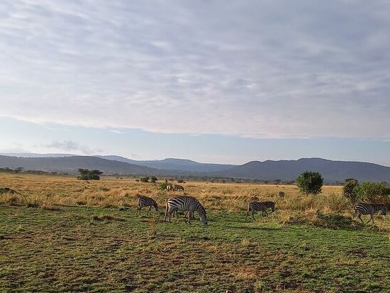 Wenig später die ersten Zebras im Morgenlicht.