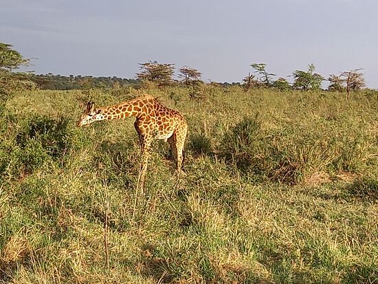 Auch die Giraffen dürfen nicht fehlen.
