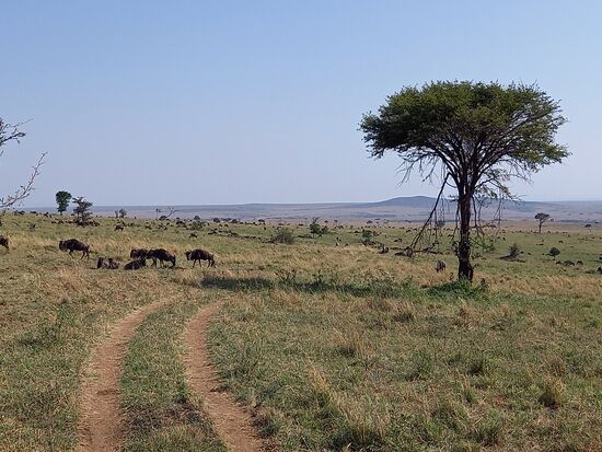 Gnus wo immer wir fahren.