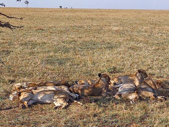 Auf der Weiter Fahrt kann unser Fahrer eine Gruppe Löwen sichten - es sind 15 - einfach genial.