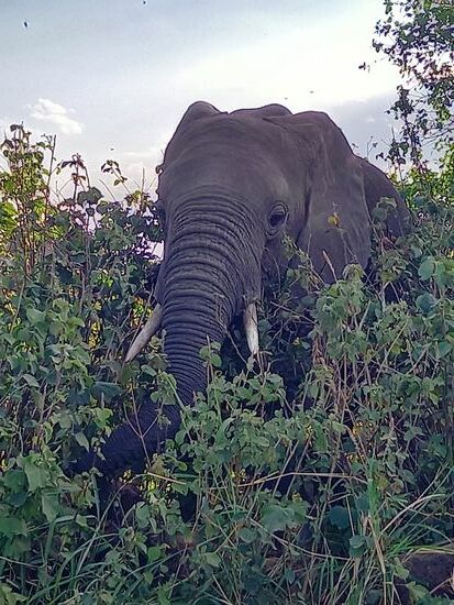 Schließlich steht dieser Elefant zum greifen nah neben der Piste.