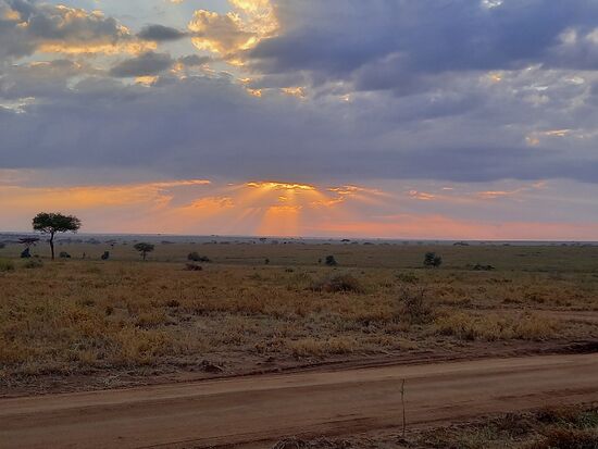 Guten Morgen Serengeti