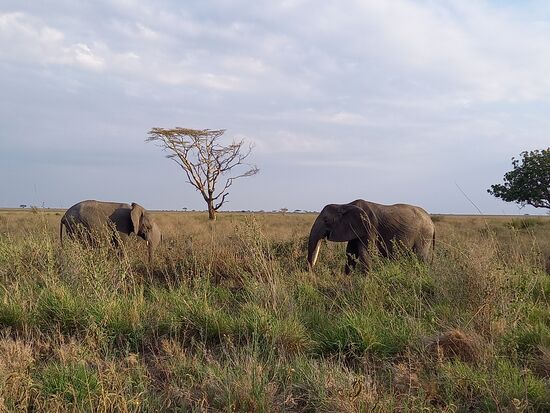 Elefanten verschlingen Unmengen an Grünzeug.