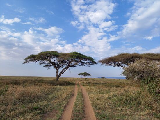 Schirmakazien gehören zum Landschaftsbild dazu.