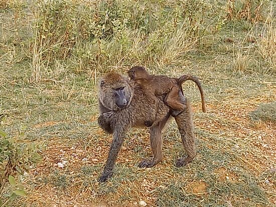 Affen sind für uns immer faszinierend.