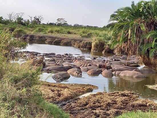 Hippos und mächtig viel Gestank.