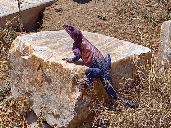 Wir entdecken eine schöne  Agame.