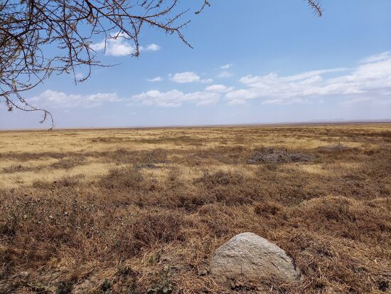 Hier im Süden haben wir noch ein paar Gazellen und Sekretäre gesehen.  Ansonsten war es einfach nur eine flache, weite, trockene Landschaft.