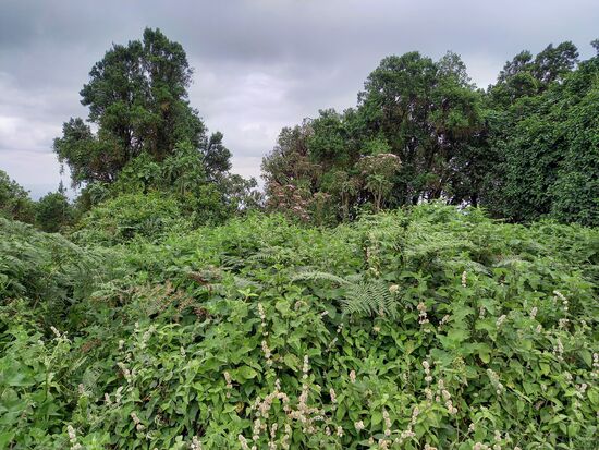 Schließlich sind wir wieder im üppigen Grün. Es sieht aus wie im Dschungel.