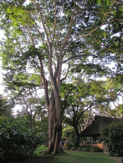 Riesige Bäume bieten Schatten und frische Luft.