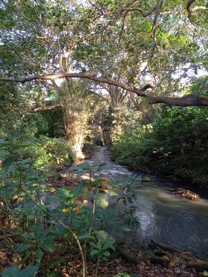 Riesige Bäume und Bambus säumen den Fluss